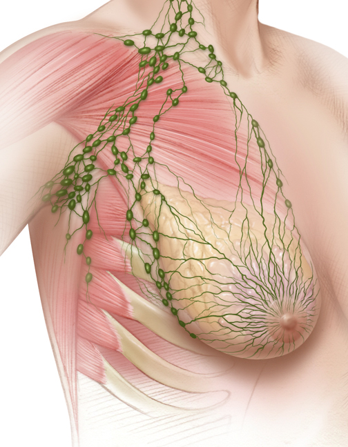 LYMPH NODES OF THE BREAST
