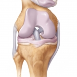 ANTERIOR VIEW - KNEE