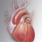 HUMAN HEART