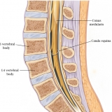 LUMBAR SPINE ANATOMY