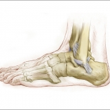 LATERAL LIGAMENTS of the FOOT