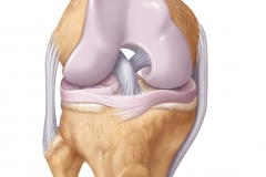 ANTERIOR VIEW - KNEE