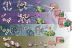 CANCER THEORY CHART