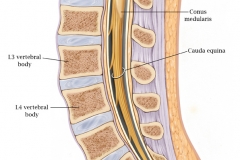 LUMBAR SPINE ANATOMY