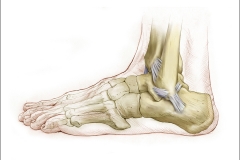 LATERAL LIGAMENTS of the FOOT