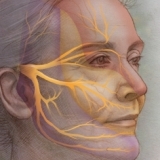 TRIGEMINAL NERVE