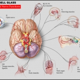 CRANIAL NERVES