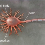 NEURON