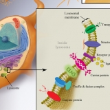 LYSOSOMAL PROTEINS