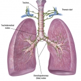 PULMONARY LYMPH NODES