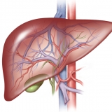 LIVER VASCULATURE